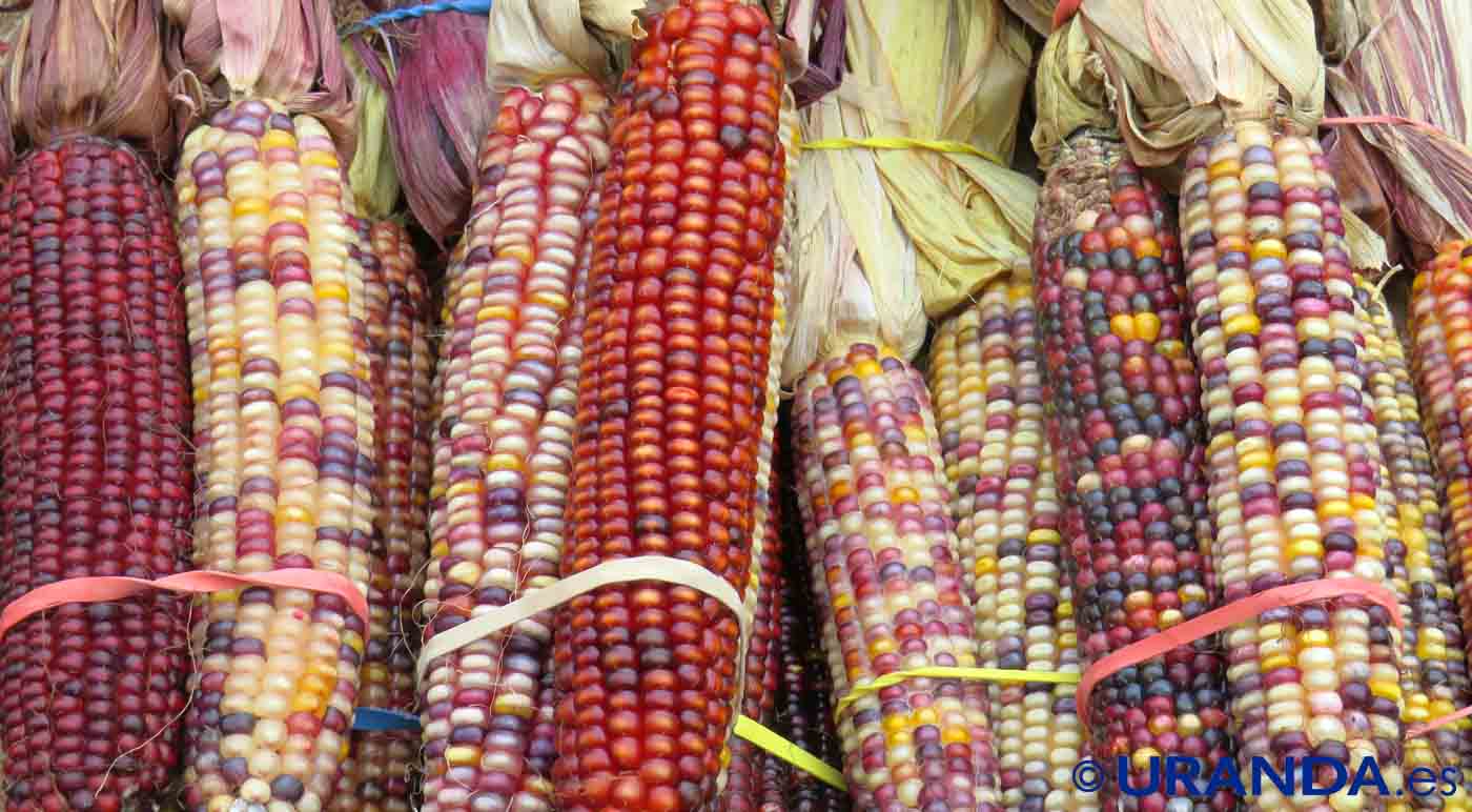 Diferencias entre maíz seco y maíz dulce o elote: calorías, índice glucémico y valor nutritivo de cereales
